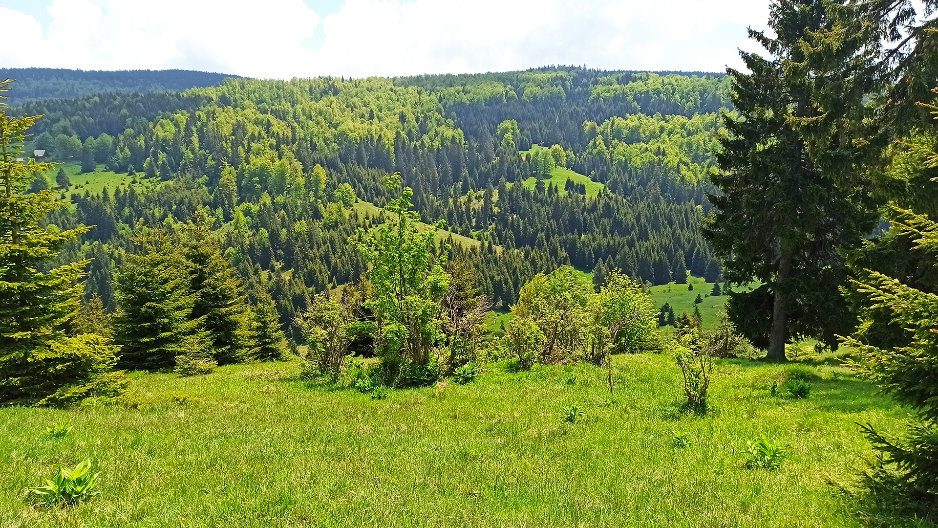 O Goliji | Planina Golija i Jankov kamen 3 o goliji suma