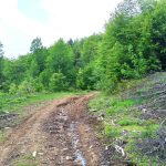 Plac sa šumom na Goliji | Mlada javorova šuma 13 suma na goliji 02