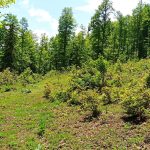 Plac sa šumom na Goliji | Mlada javorova šuma 11 suma na goliji 04
