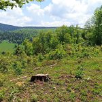Plac sa šumom na Goliji | Mlada javorova šuma 9 suma na goliji 06