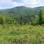 Plac sa šumom na Goliji | Mlada javorova šuma 8 suma na goliji 07