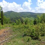Plac sa šumom na Goliji | Mlada javorova šuma 7 suma na goliji 08