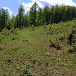 Plac sa šumom na Goliji | Mlada javorova šuma 6 suma na goliji 09