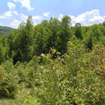 Plac sa šumom na Goliji | Mlada javorova šuma 5 suma na goliji 10
